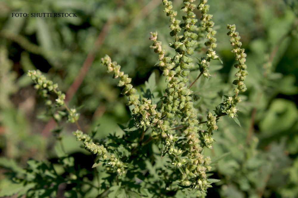 O buruiana care creste pe orice maidan din Romania poate produce astm, eczeme si dermatite. Masura luata de autoritati