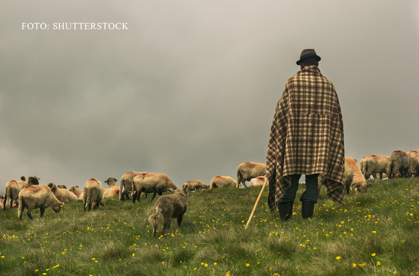 Operatiune de cautare in Timis dupa ce un cioban a anuntat la 112 ca este batut si s-a pierdut