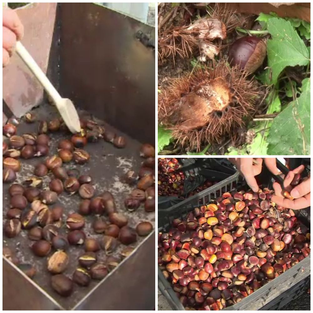 Castane aduse din China, pe tarabe, la celebrul festival din Baia Mare. Boala grava care a distrus livezile din vestul tarii