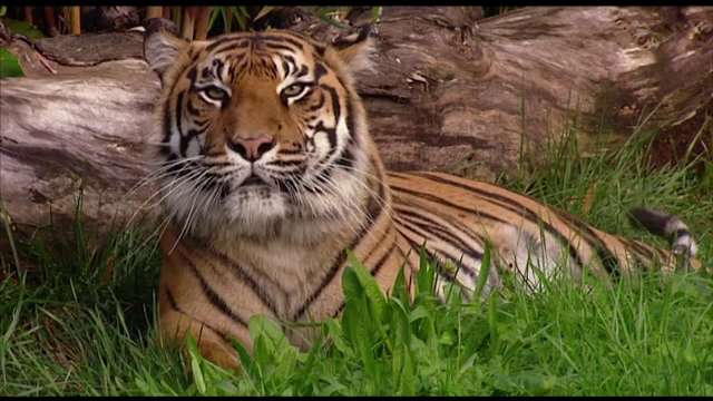 Tragedie la un zoo din Noua Zeelanda: o ingrijitoare a fost ucisa de un tigru de Sumatra. Ce se va intampla cu animalul