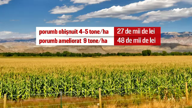 Soiul creat special pentru a rezista in conditii extreme. Solutia "din viitor" intr-o tara ce lupta cu seceta fara irigatii