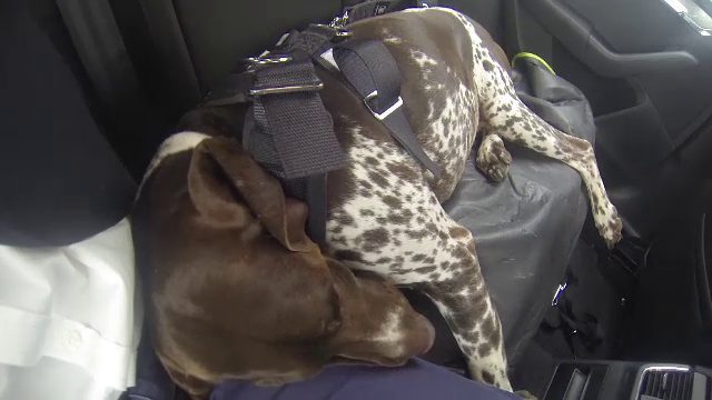 Masinile pot avea acum centuri de siguranta si pentru caini. Cat costa si de unde se pot cumpara si in Romania