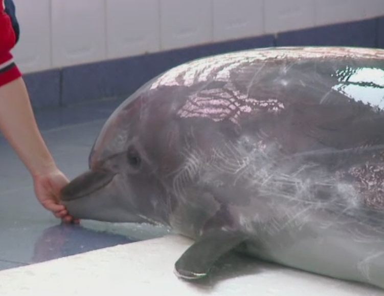 Vesti ingrijoratoare de la Constanta. Delfinul Ni Ni, analizat de medici dupa ce s-a imbolnavit si nu a mai mancat 3 zile