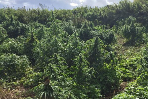 Au fost chemati sa cerceteze o plantatie. Motivul pentru care politistii au ramas fara cuvinte cand au ajuns acolo