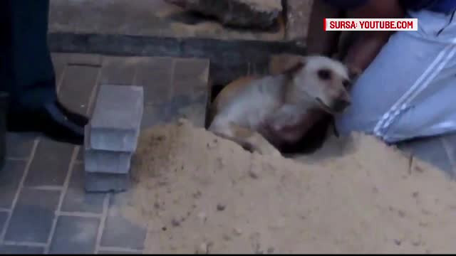 Muncitorii din Rusia au astupat o gaura in trotuar, fara sa stie ca acolo e un caine. Ce s-a intamplat cu animalul