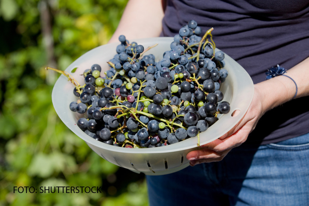 Au slujbe bine platite la oras, dar aleg sa fie zilieri la culesul strugurilor. "E facut mai aproape de sufletul tau"