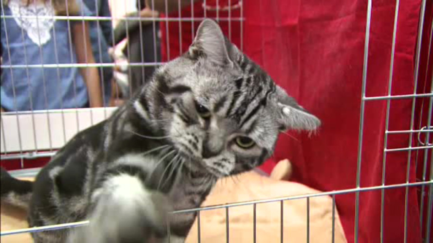 Pisici care costa mii de euro, prezentate la Bucuresti. Unde are loc expozitia la care a fost adusa si "pisica-caine"