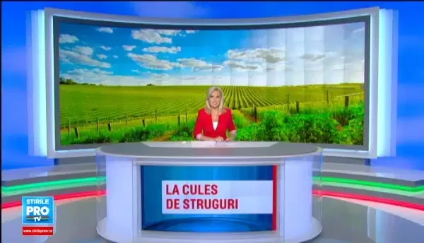 Au slujbe bine platite la oras, dar aleg sa fie zilieri la culesul strugurilor. E facut mai aproape de sufletul tau