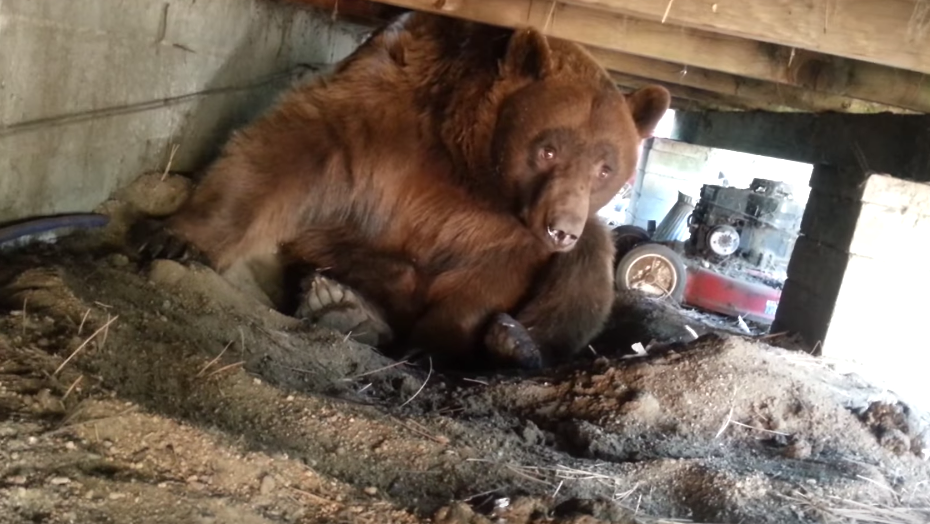 Doi americani au gasit un urs sub veranda casei lor. Ce au facut ca sa sperie animalul: VIDEO