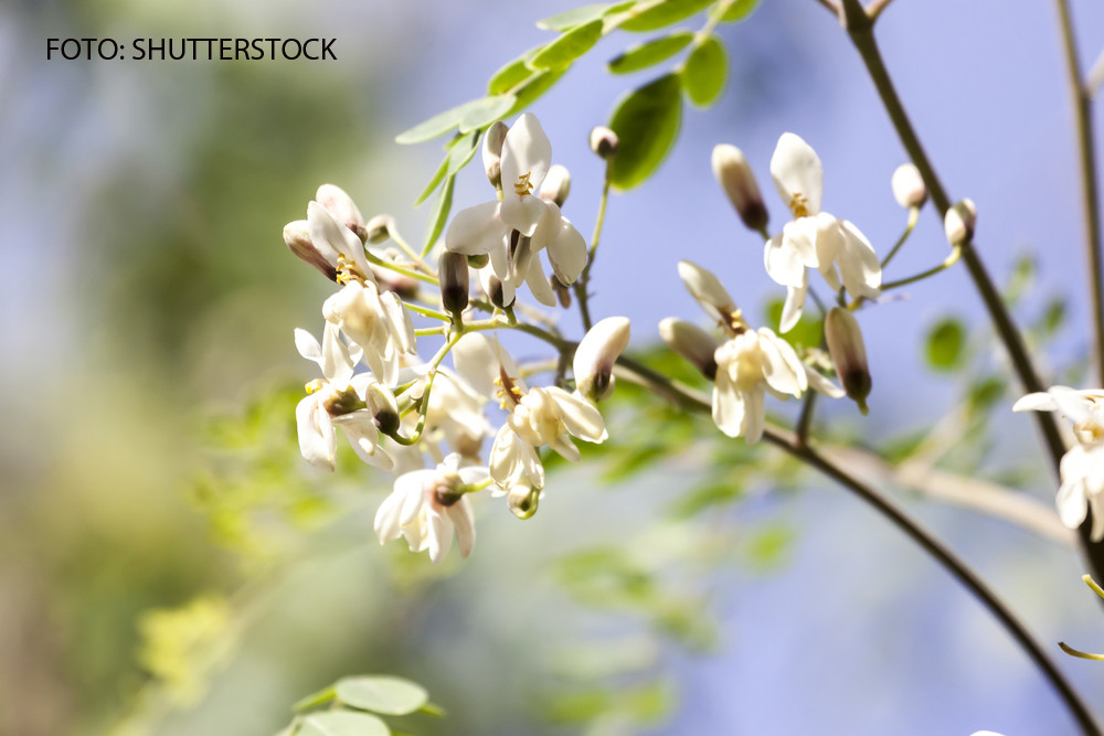 “Copacul lui Dumnezeu”, adus din Himalaya la Buzau. Ce proprietati miraculoase are planta