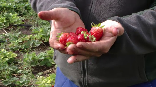 Fermierii scot bani din zmeura si capsuni de toamna, aduse din afara. La cat se ridica investitia cu profit din primul an