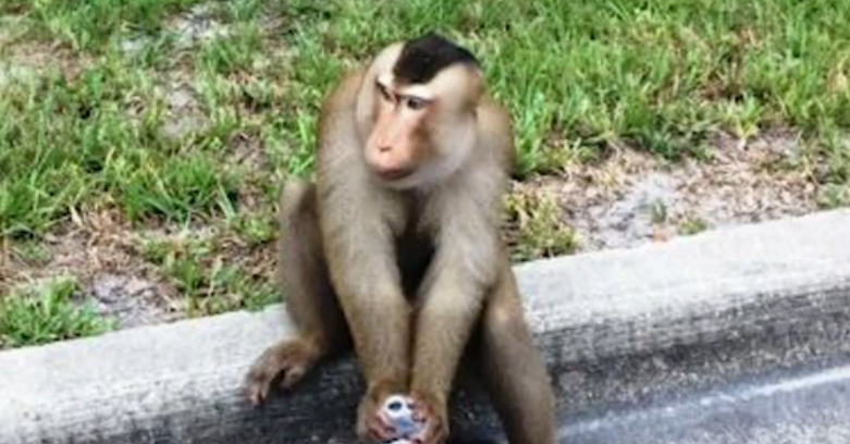 O maimuta a scapat din casa stapanilor sai si si-a facut de cap pe strazile din Florida. Imaginile surprinse de un politist