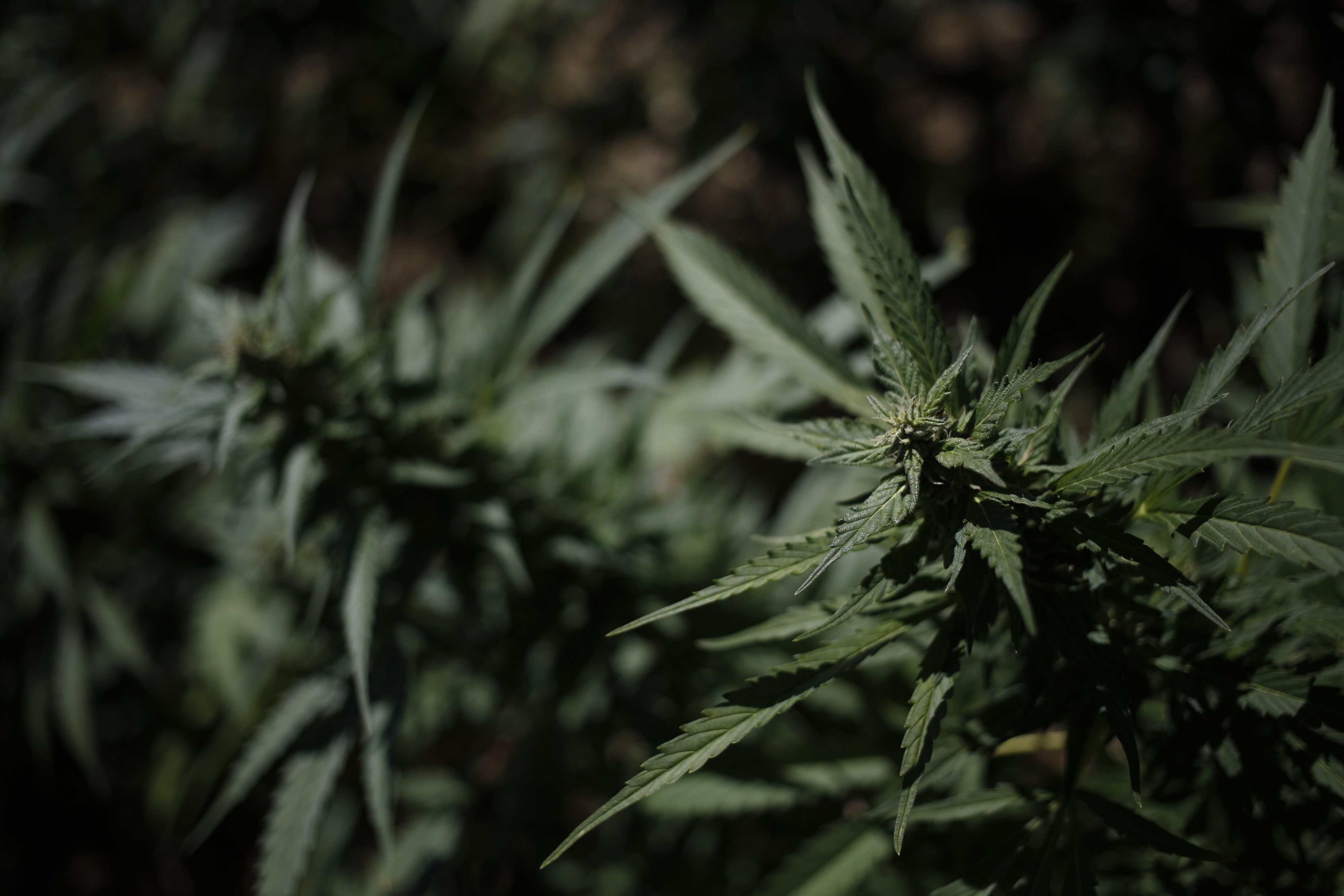 Presedintele Erdogan tolereaza marijuana. Turcia legalizeaza productia de canabis in 19 provincii