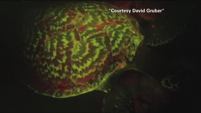 "Arata ca o nava spatiala". A fost descoperita prima broasca testoasa care emite o lumina fosforescenta