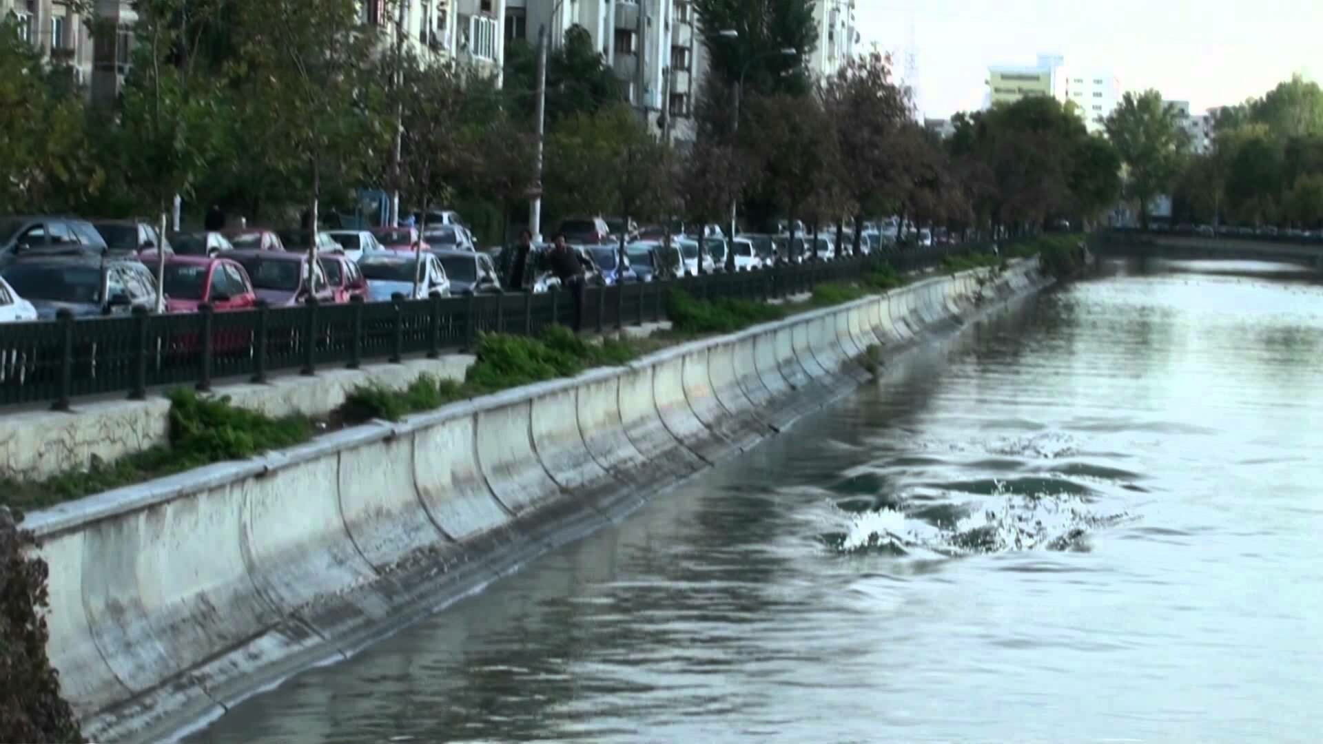 iLikeIT. Cum au aparut “delfinii maidanezi” in Dambovita. Autorul jurnalului lui Tetelu face istoria viralelor romanesti