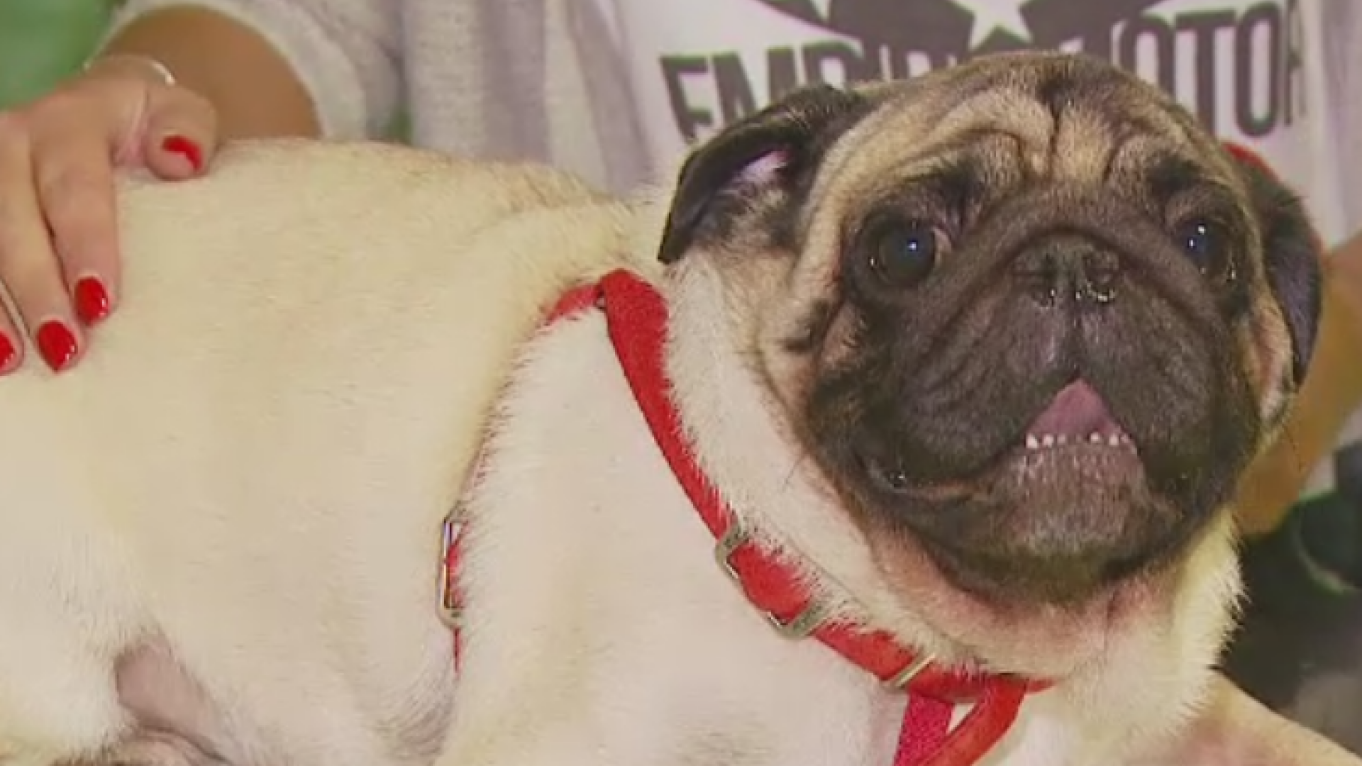 Unul din trei romani are un animal de companie si il trateaza ca pe un membru al familiei. Cand devine asta o problema