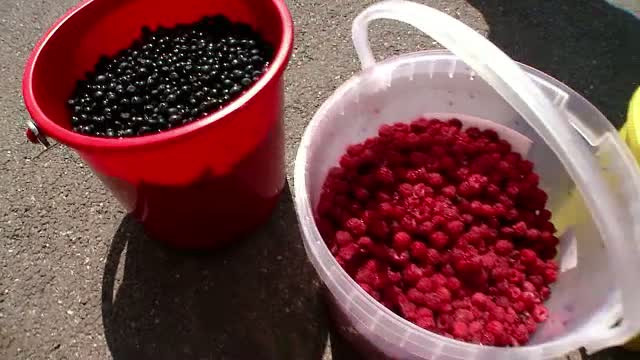 Recolta de fructe de padure, compromisa din cauza secetei. Cu cat vor creste preturile dupa un an in care totul a mers prost