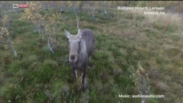 Momentul in care un elan curios inspecteaza o drona. Imaginile amuzante filmate de un norvegian