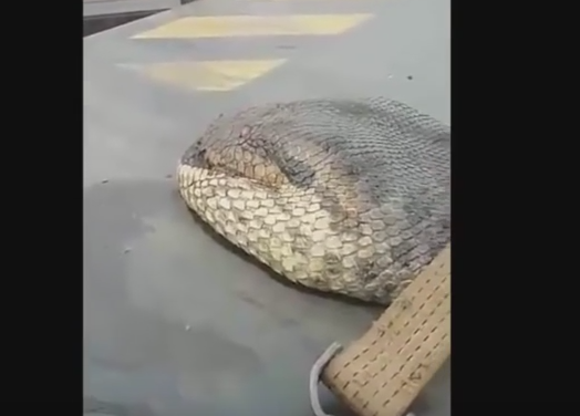 Imaginile de 1 milion de vizualizari cu, probabil, cel mai mare sarpe din lume. Cum arata gigantul capturat in salbaticie