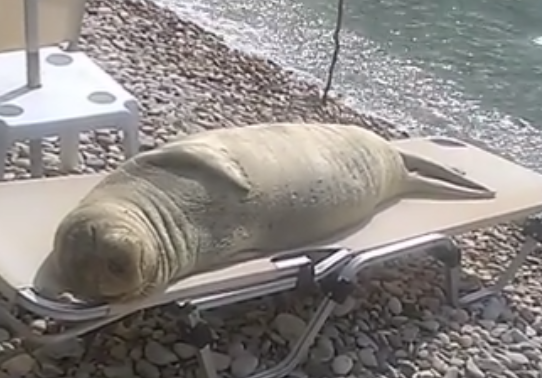 Imaginile care fac deliciul internautilor. Cum a fost filmat un leu de mare, la plaja. VIDEO