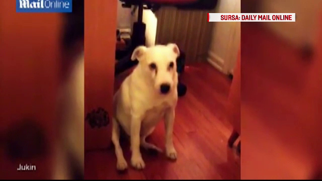 A devenit vedeta pe internet, dupa ce a rasturnat un cos de gunoi. Cum reactioneaza cainele cand este certat de stapana