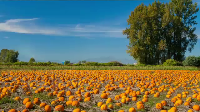 In trecut, era aliment pentru porci, acum este extrem de profitabil. Fructul minune cultivat de tot mai multi fermieri romani