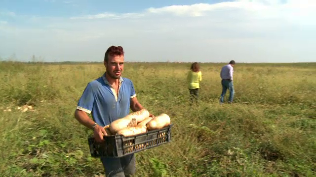 In trecut, era aliment pentru porci, acum este extrem de profitabil. Fructul minune cultivat de tot mai multi fermieri romani