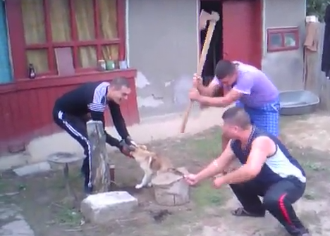 Ce amenda au primit cei doi barbari care au taiat coada cainelui cu un topor. Risca un an de inchisoare pentru fapta lor