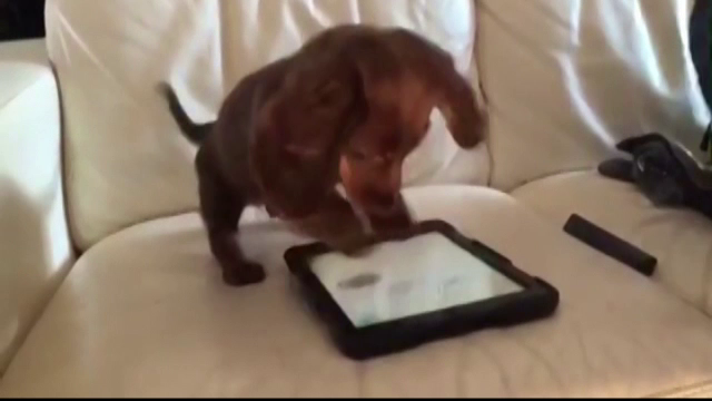 Catel cucerit de jocurile pe tableta. Cum reactioneaza cand aude sunetul