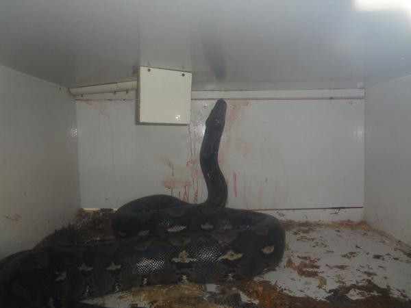 A vrut sa-si hraneasca pitonul, insa nu s-a asteptat sa i se intample asta. Femeia care il insotea a sunat imediat la urgente