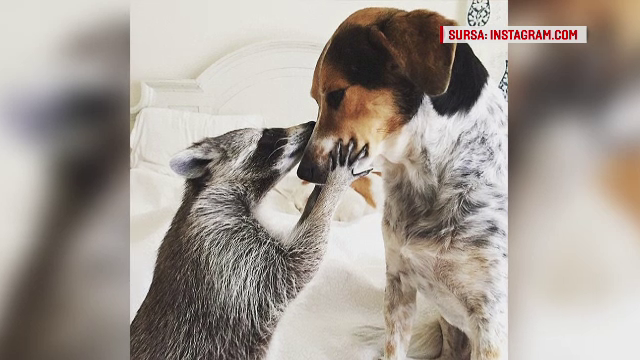 Se crede caine, adora aerul conditionat si pepenele rosu. Povestea lui Pumpkin, ratonul care a cucerit internetul