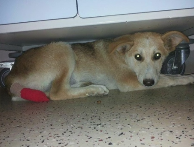 Zeci de oameni vor sa o adopte pe Tașa, catelusa torturata de trei indivizi. Medicii veterinari o vor opera in scurt timp