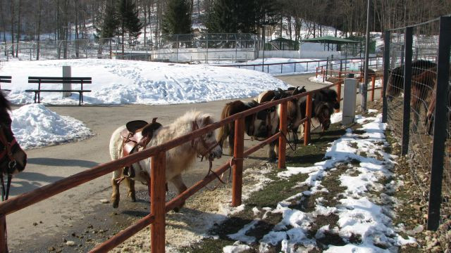 Gradina zoologica din Brasov scoate la vanzare mai multe animale. Cat costa un ponei sau un porc vietnamez