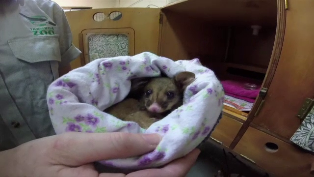 Un pui de oposum orfan si-a gasit alinarea langa un cangur de plus. Animalutul fusese gasit in stare grava de deshidratare