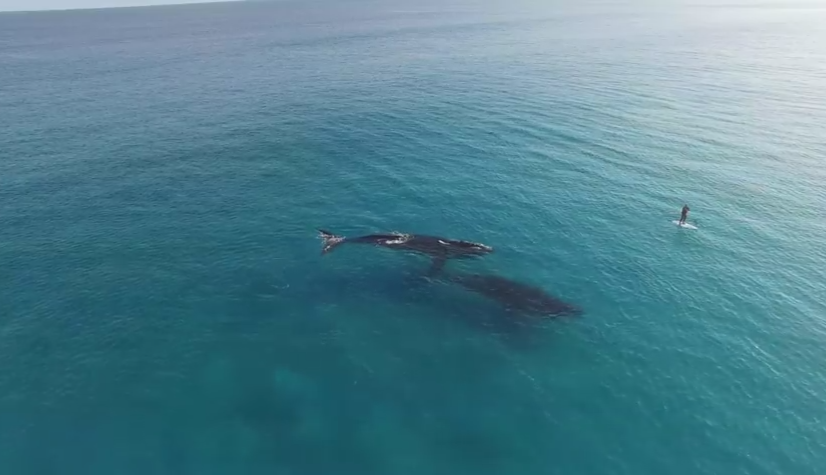 iLikeIT. Viralul saptamanii. Ce creaturi se aflau langa un barbat care vaslea pe mare, relaxandu-se