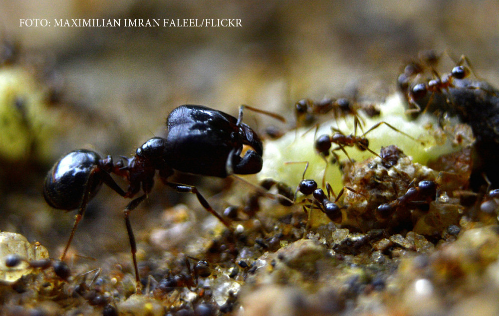 Tot ce se stia despre furnici este gresit. Cat de putine dintre ele muncesc cu adevarat