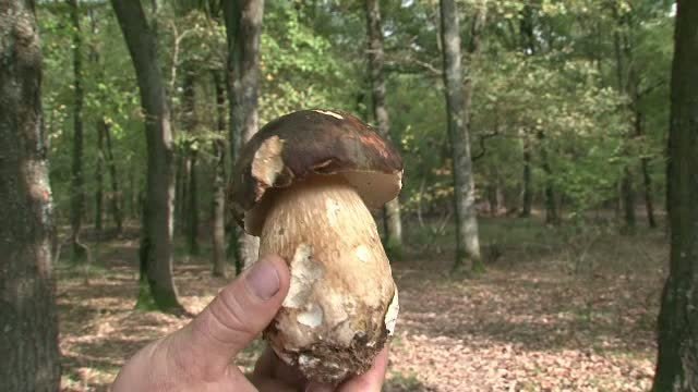 Treisprezece persoane au ajuns la spital dupa ce au mancat ciuperci culese din padure. Printre victime se afla si 2 copii