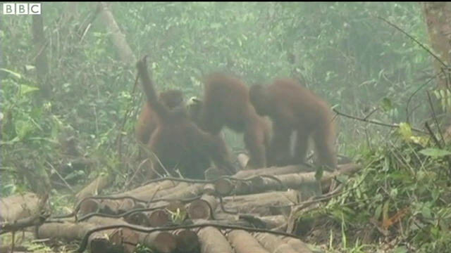 Incendiile de padure din Indonezia ameninta o intreaga specie. Norul toxic de fum a ajuns pana in tarile vecine
