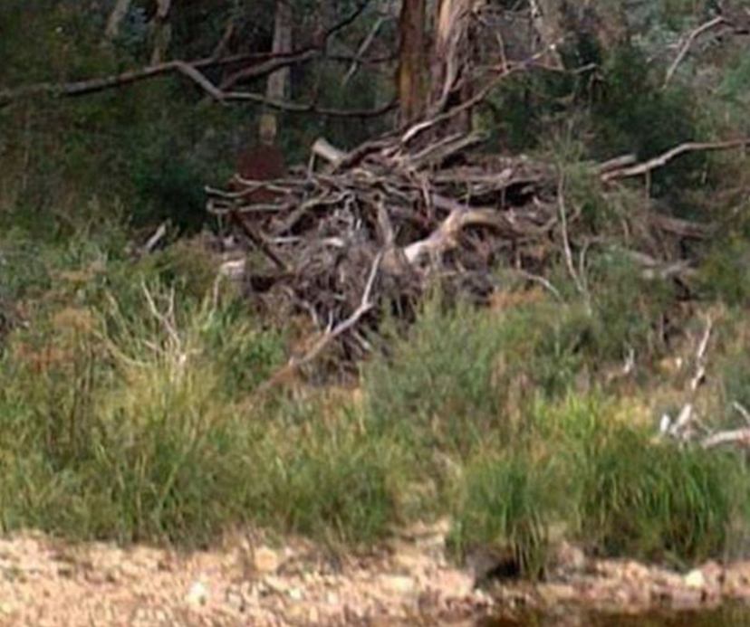 Se plimba prin parc, cand brusc i s-a facut frica si a simtit ca este privit. Ce a fotografiat un australian in acel loc