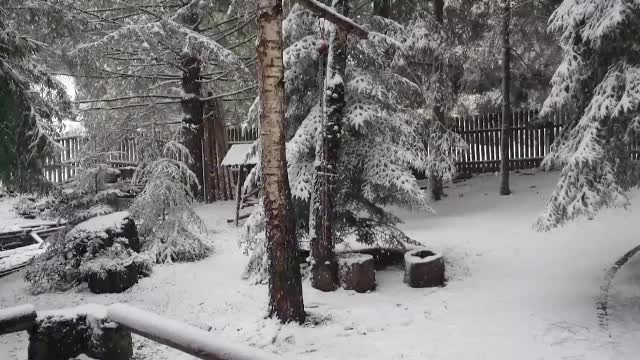 Inca este toamna, dar nordul Romaniei arata ca de Craciun. FOTO si VIDEO cu prima ninsoare din acest sezon