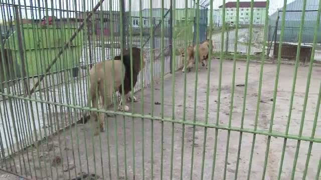 Dupa ce au trait ultimii 2 ani intr-o cusca de cativa metri patrati, leii de la ZOO Baia Mare vor avea o batranete linistita