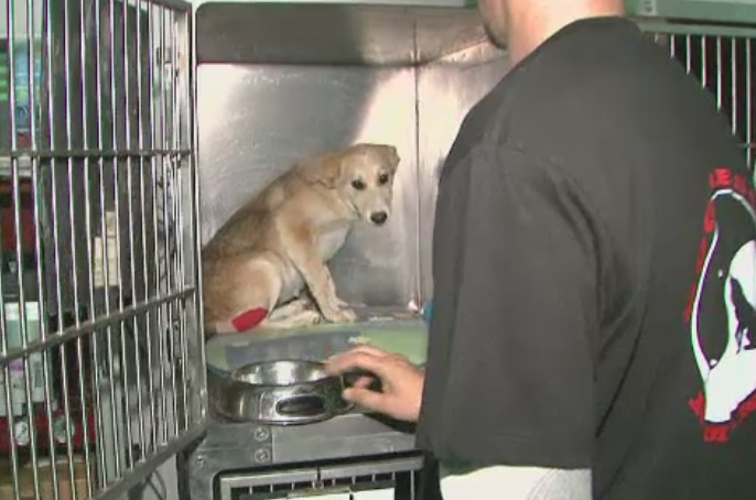 Catelusa torturata de tinerii din Braila, adoptata de o asociatie din Marea Britanie. S-au primit cereri chiar si din SUA