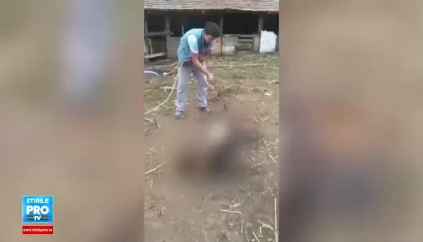 Imagini socante: un roman s-a filmat in timp ce parleste de viu un porc. Petitie online pentru pedepsirea tanarului