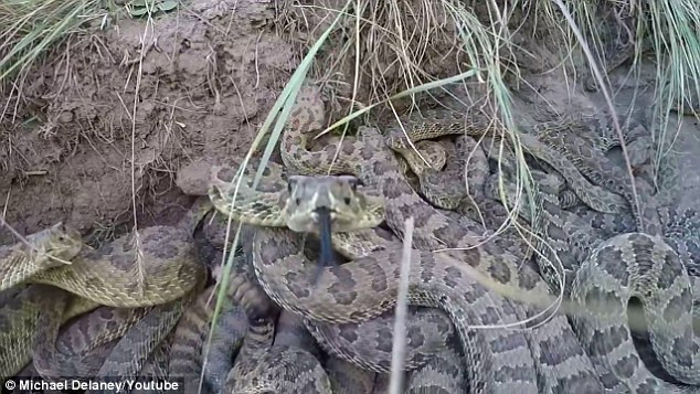 A vrut sa filmeze cu o camera Go Pro o groapa cu serpi. Prin ce a trecut un tanar din SUA. VIDEO