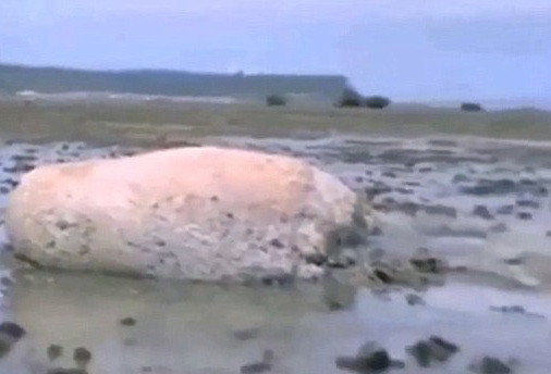 Descoperire bizara, la 4 ani de la tsunamiul care a lovit Japonia. Ce creatura misterioasa a aparut la malul oceanului