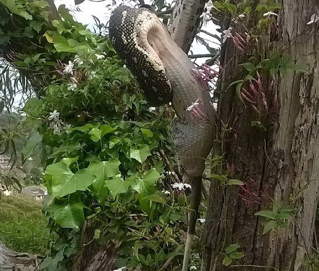 Momentul in care un piton inghite cu totul un oposum. Imaginile surprinse sunt incredibile.VIDEO