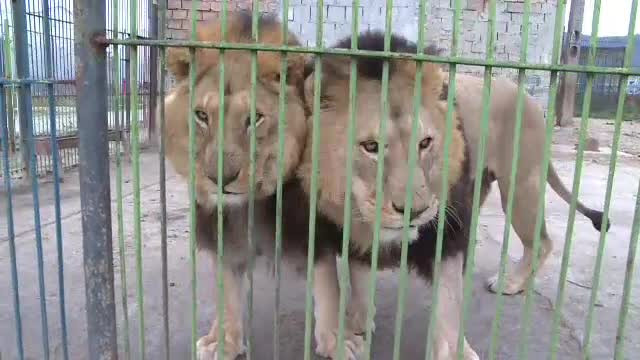 Cei 5 lei de la Gradina Zoologica din Baia Mare pleaca in Africa de Sud. Despartire emotionanta de veterinarul lor