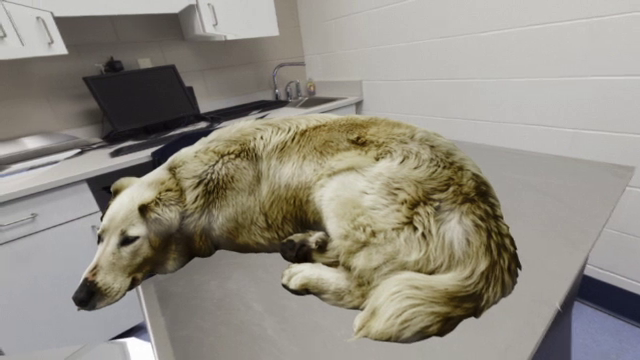 Un caine bolnav de artroza va fi supus unui tratament experimental cu celule stem. Metoda ar putea fi extinsa si la oameni