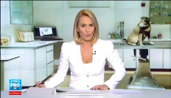 Un caine bolnav de artroza va fi supus unui tratament experimental cu celule stem. Metoda ar putea fi extinsa si la oameni