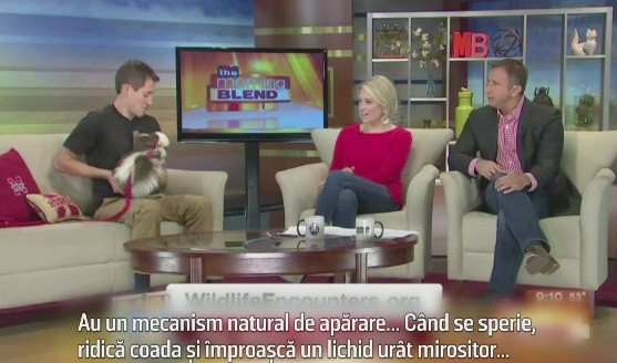 Farsa care i-a speriat pe prezentatorii unei emisiuni matinale. Cum a ajuns un sconcs pe platoul de filmare